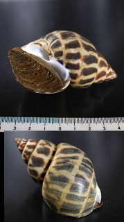 ゾウゲバイ 象牙バイ Babylonia areolata small