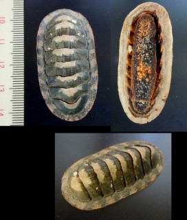 ハコダテヒザラ Ischnochiton hakodadensis small