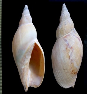 アデロメロンボラ Adelomelon ancilla small