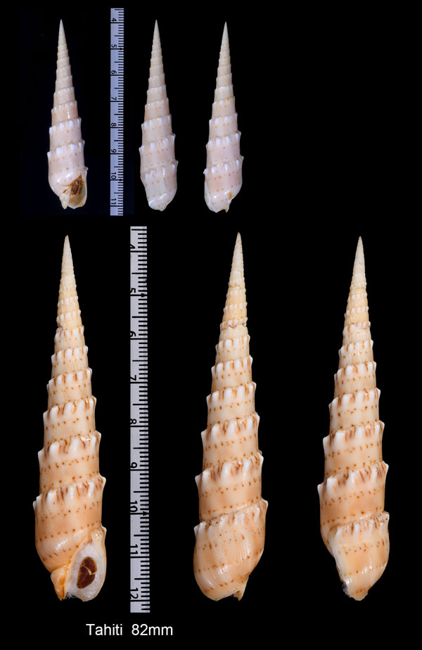 キバタケ Oxymeris crenulata small