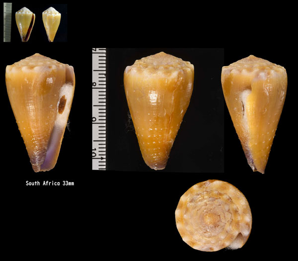 ニセイボシマイモ Conus sanguinolentus small