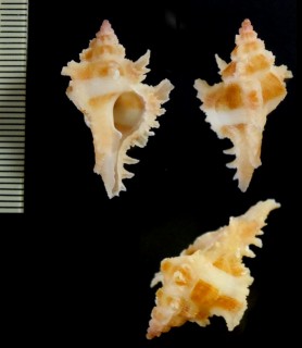ガンゼキボラの仲間02　未詳 Chicoreus sp. small