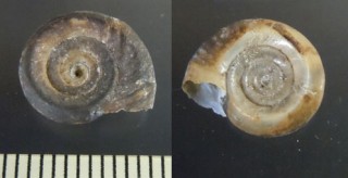 ヒラマキガイの仲間04 アルゼンチン Biomphalaria peregrina small