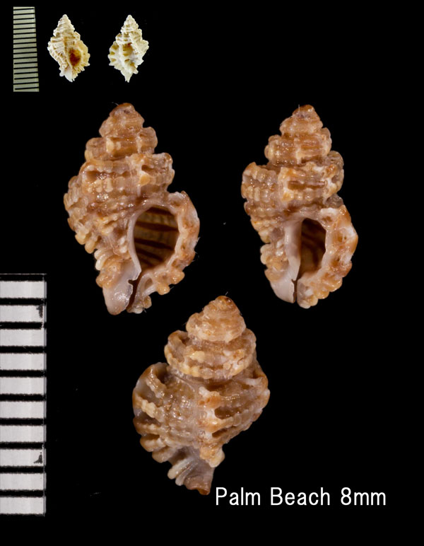 ナタールヨウラク Favartia natalensis small