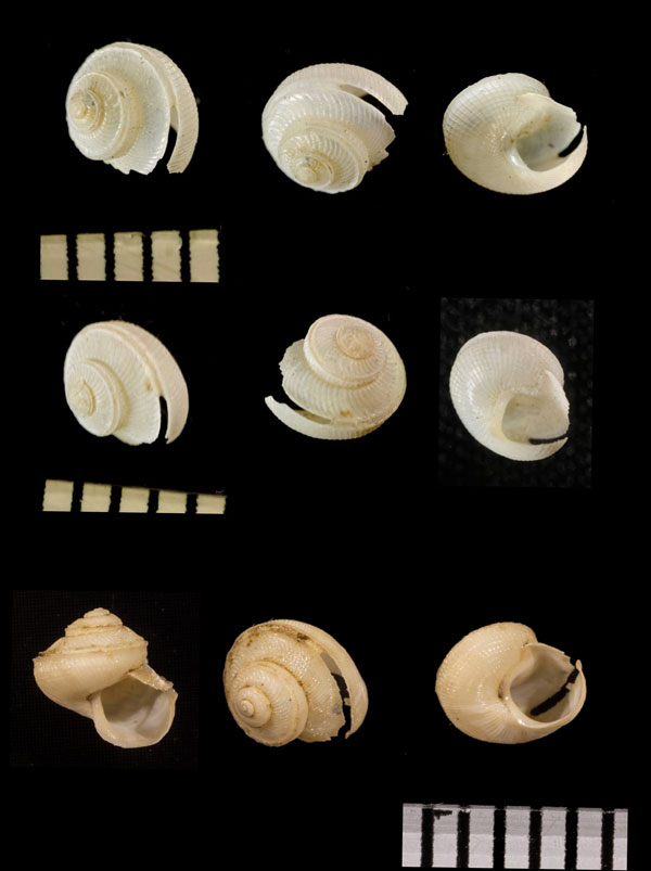 コデマリクチキレエビス Anatoma lamellata small