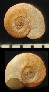 ハブタエヒラマキガイ (欧州) Gyraulus albus small