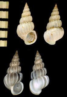 ツギノスナギンチャクイトカケ Epitonium graciliconfusum small