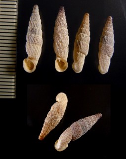 ペルーのキセルガイの仲間02 Incaglaia adusta tumens small