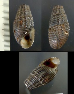 カショエイラカワニナ　（仮称） Doryssa cachoeirae small