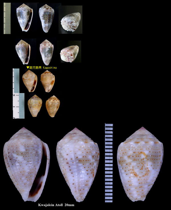 ジュズカケサヤガタイモ Conus coronatus small
