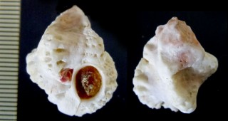 ヒシヨウラク Favartia brevicula small