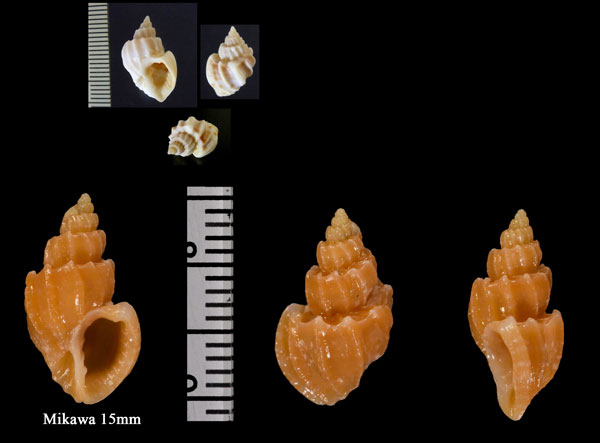 ヘソアキオリイレボラ Trigonostoma crenifera small