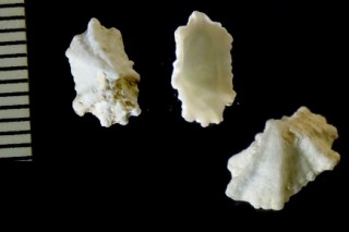チドリガサ Montfortista oldhamiana small
