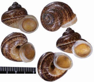 ミナミタイワンヤマタニシ Cyclophorus moellendorffi small