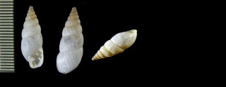 コガタパタゴニアオニグチマイマイ (仮称) Plagiodontes parvus small