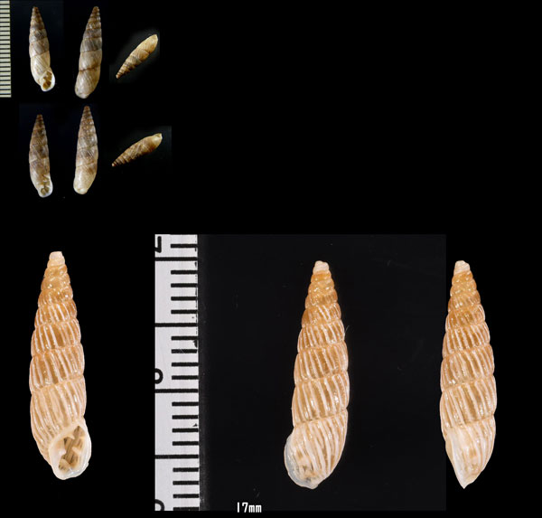 ポパナアラハダマイマイ (仮称) Spixia popana small