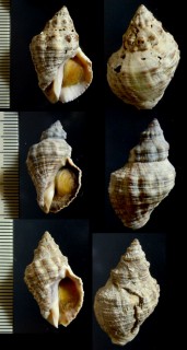 タイワンレイシの仲間 Thais rufotincta small