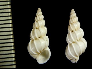アメリカのイトカケガイの仲間 Epitonium subcoronatum small