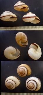 ティモールのメダママイマイの仲間 Asperitas cidaris ofuensis small