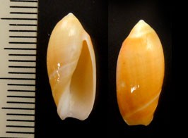 ファウストボタル (仮称) Ancilla faustoi small