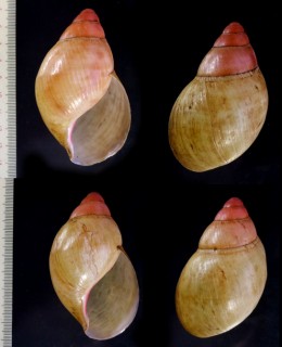 グレヴィルベニアフリカマイマイ (仮称) Archachatina marginata grevillei small
