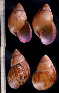 クチムラサキマイマイの一型 Burtoa nilotica benoiti small