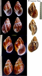 マレベニアフリカマイマイ (仮称) Archachatina marginata egregia small