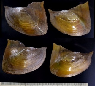 イケチョウガイの仲間 Hyriopsis desowitzi small