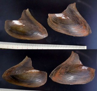 ハネイケチョウガイ (仮称) Hyriopsis bialatus small