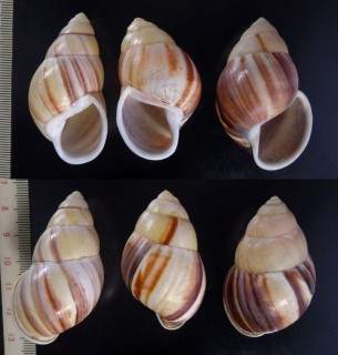 ジャワマレーマイマイ Amphidromus javanicus small