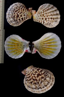 ニシキオウギ Semipallium flavicans small