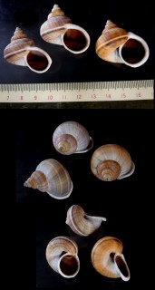 シロウネヒロクチヤマタマキビ (仮称) Tropidophora tricarinata euchila small