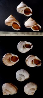 ヒロクチヤマタマキビの仲間0３ Tropidophora zanguebarica small