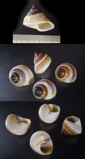 コマガタツヤタニシ Trochotaia trochoides small