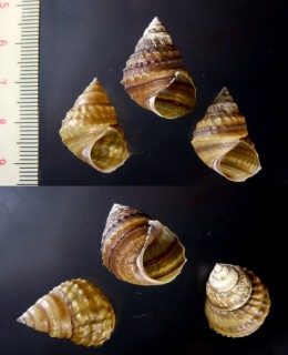 タマキビタニシ (仮称) Taia elitoralis small