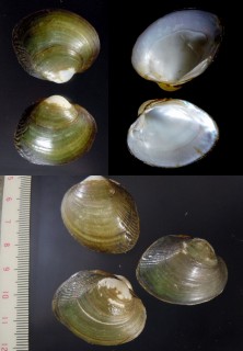 サルウィン川のイシガイ Uniandra contradens small