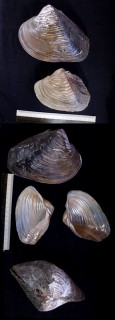 チヂミドブガイ Lepidodesma languilati small