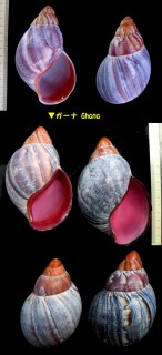 ブタイウスクチベニアフリカマイマイ Archachatina ventricosa spectaculum small
