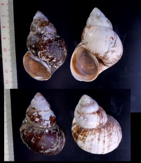 マキアゲタニシの一種02 Lanistes olivaceus small