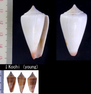 メンネルイモ Conus furvus small