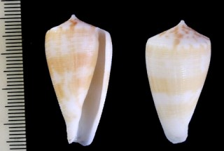 コールマンイモ Conus colmani small