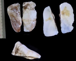 ビョウブガイ Trisidos kiyonoi small