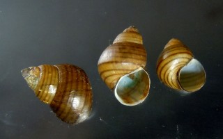 スマトラタニシのタイの亜種 Filopaludina sumatrensis polygramma small