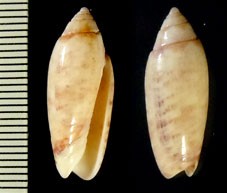 アカフマクラ Oliva semmelinki small