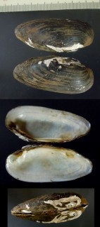 ササノハの仲間　中国 Lanceolaria sp. small