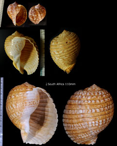 ヤツシロガイ Tonna luteostoma small
