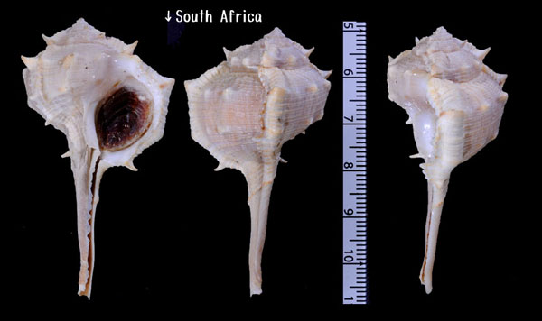 アラフラツブリボラ Murex brevispina small