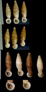 ゴザンワニグチギセル Grandinenia gastrum small