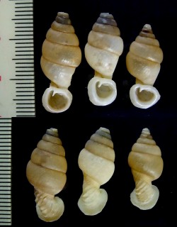 クビネジレギセル Grandinenia mirifica small