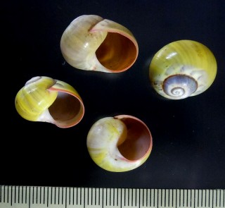 イナズマコダママイマイ Polymita sulphurosa flammulata small
